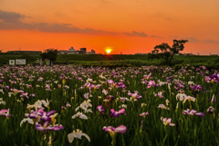 小岩菖蒲園の夕日