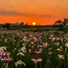 小岩菖蒲園の夕日