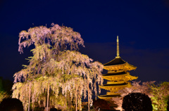 東寺の不二桜