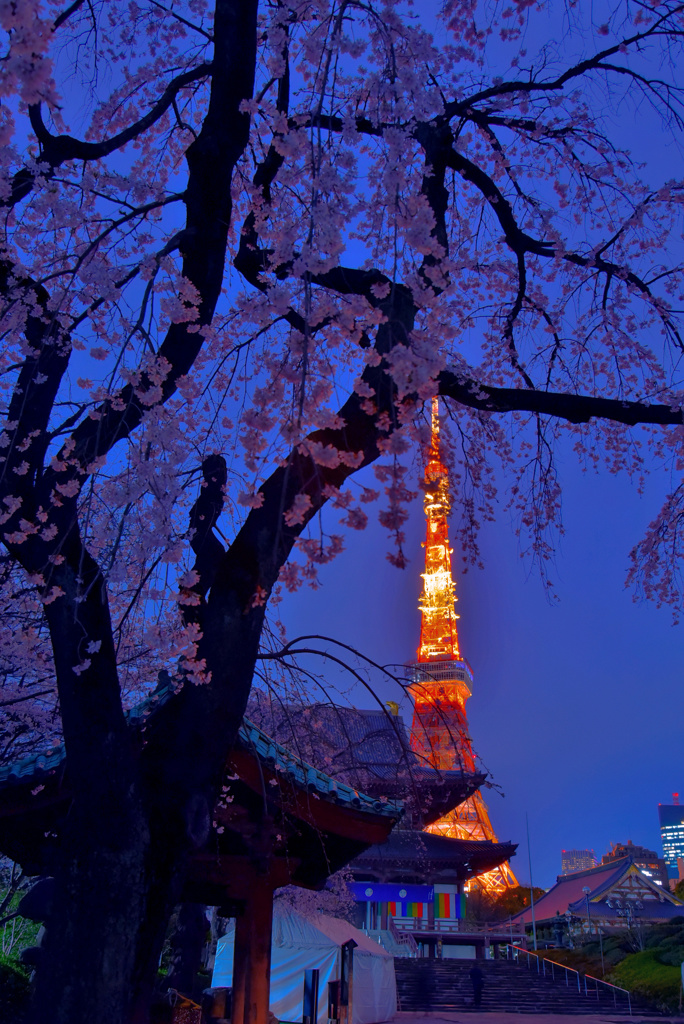 増上寺しだれ桜と東京タワー3