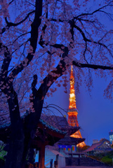 増上寺しだれ桜と東京タワー3