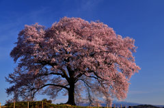 王仁塚の桜