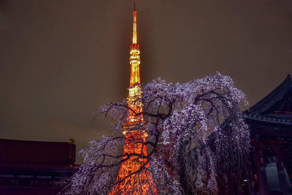 増上寺のしだれ桜