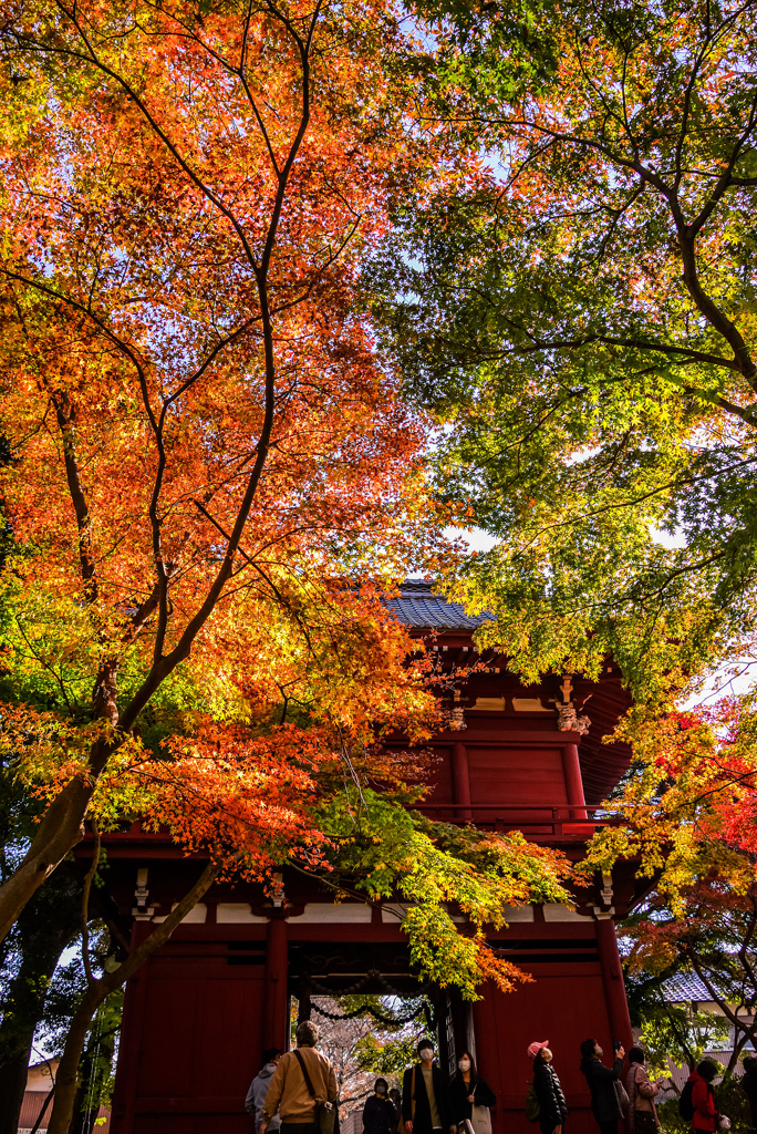 本土寺の紅葉2