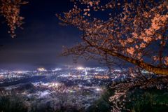 船岡城址公園の夜桜