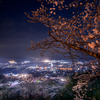 船岡城址公園の夜桜
