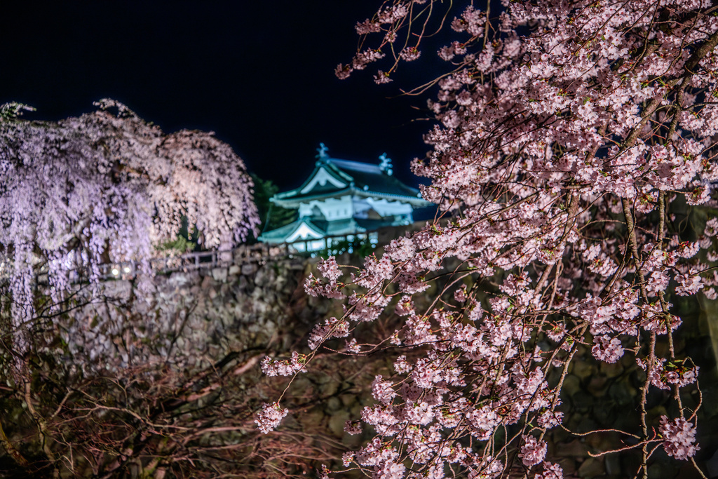 桜と弘前城