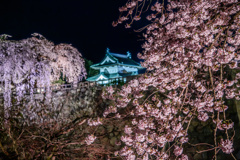 桜と弘前城