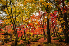 思い出の紅葉: 十年前の松雲山荘