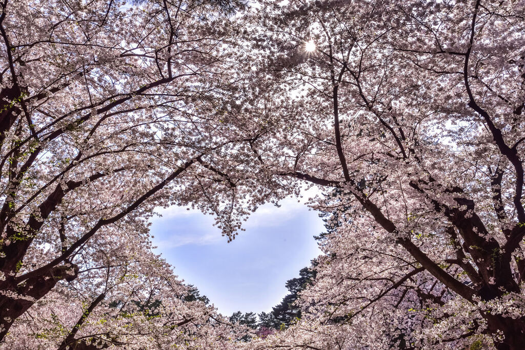 桜ハートにダイヤモンドの煌めきを