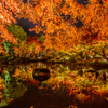 東寺の紅葉ライトアップ