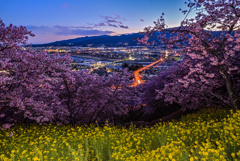 西平畑公園の河津桜と菜の花