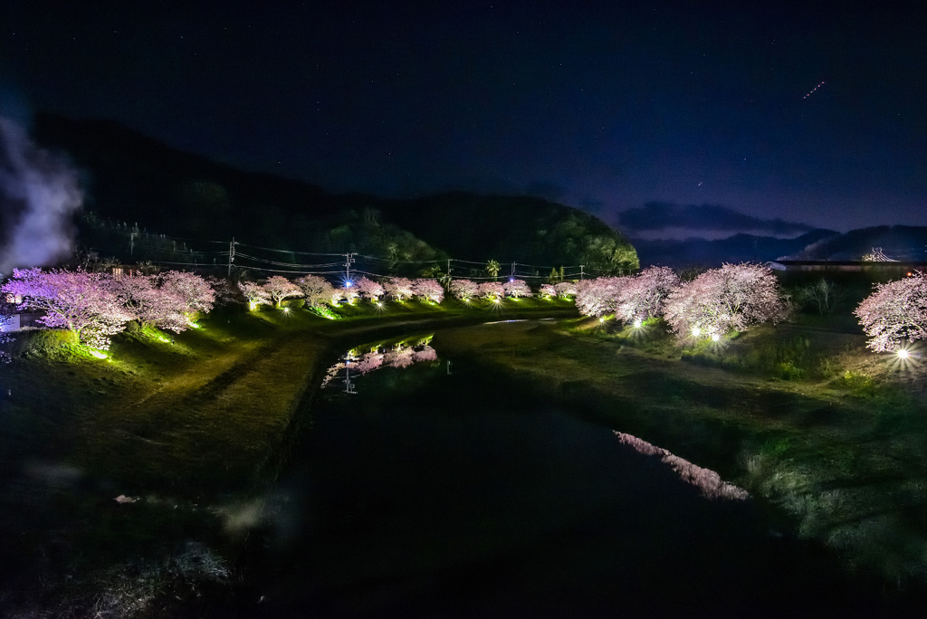 みなみの桜と菜の花まつり
