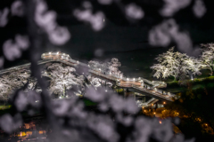 桜越しの千桜橋