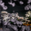 桜越しの千桜橋