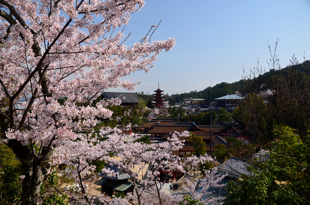 宮島の春2
