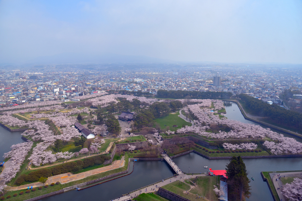 ☆桜