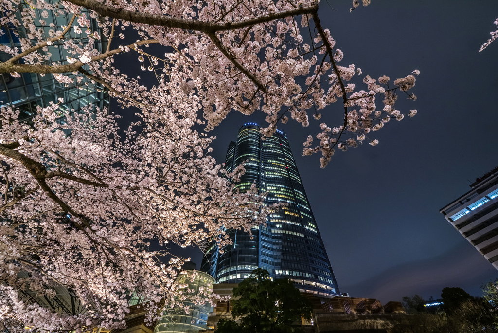 毛利庭園の夜桜3