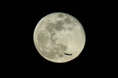 ちっちゃい月丼