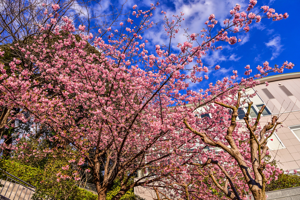 池上本門寺の河津桜