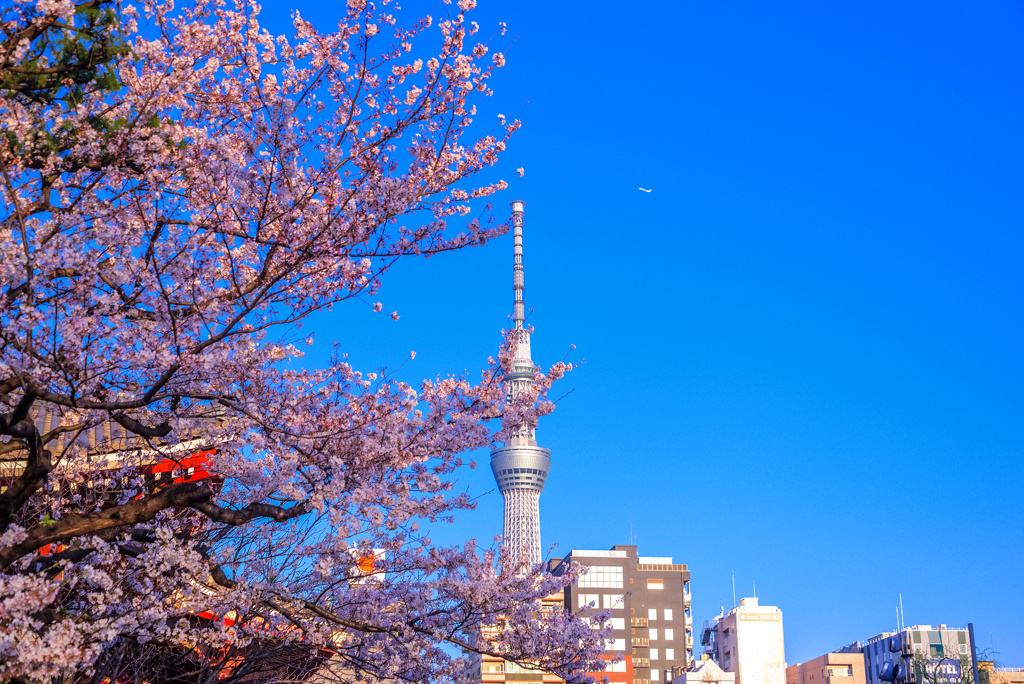 春の浅草寺夕景2