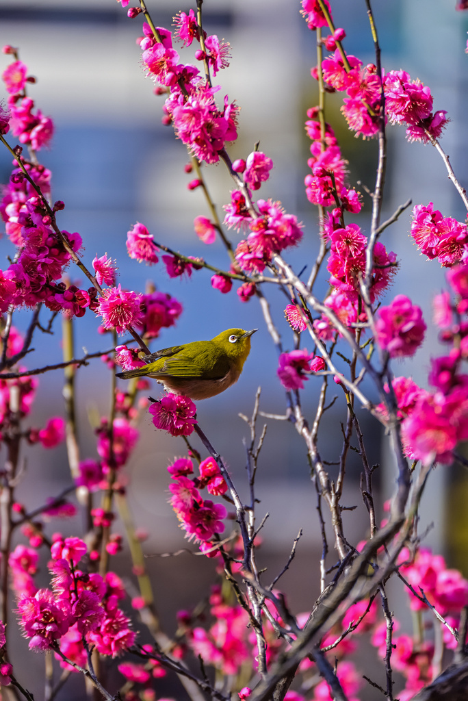 今年最初のウメジロー