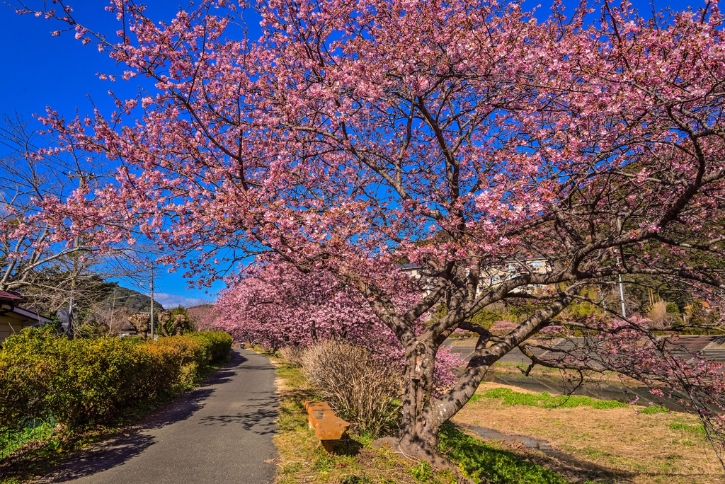 みなみの桜と菜の花まつり4