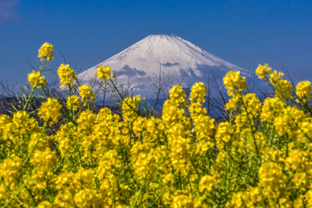富士山と菜の花2