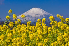 富士山と菜の花2