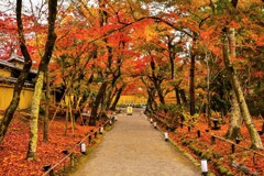 宝厳院　紅葉参道