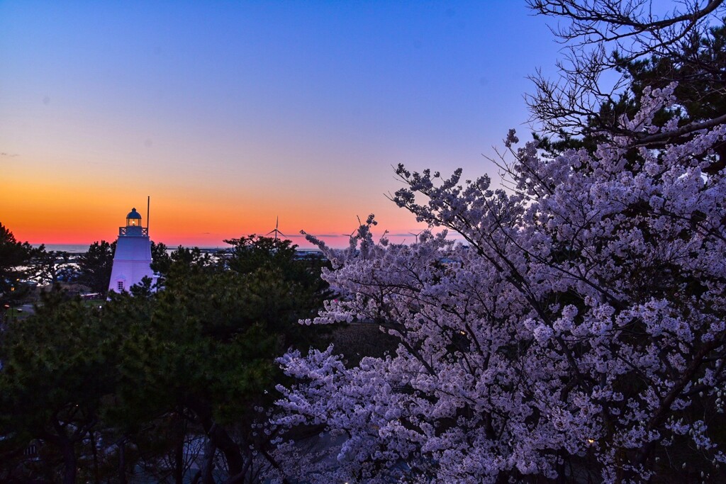 酒田 日和山公園の桜
