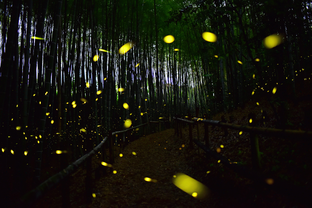 竹林の蛍