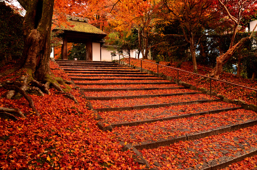 晩秋の安楽寺参道