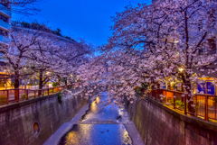 早朝の目黒川