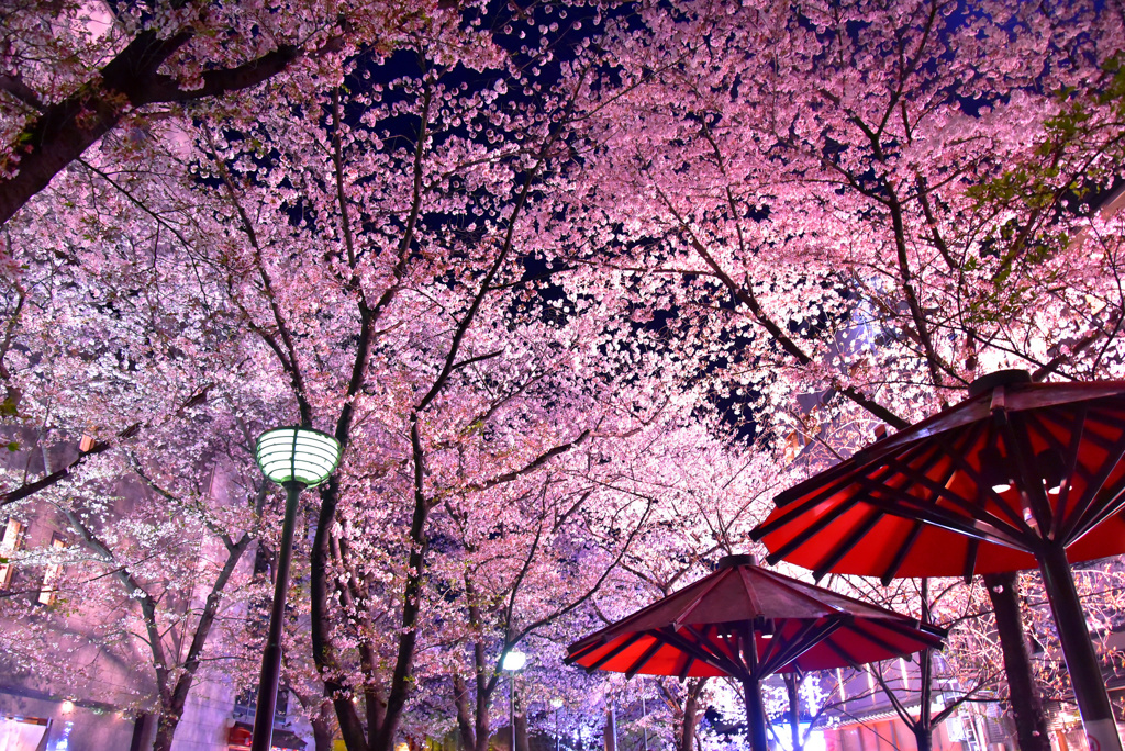 祇園白川桜天井