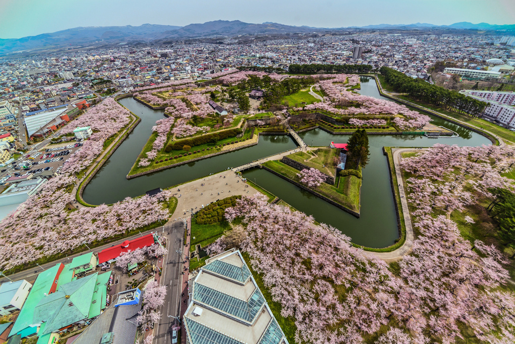 五稜郭の桜