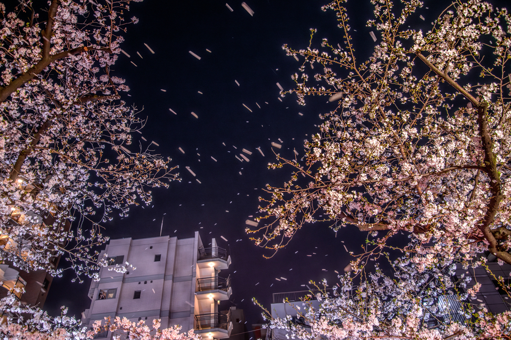 桜吹雪は突然に