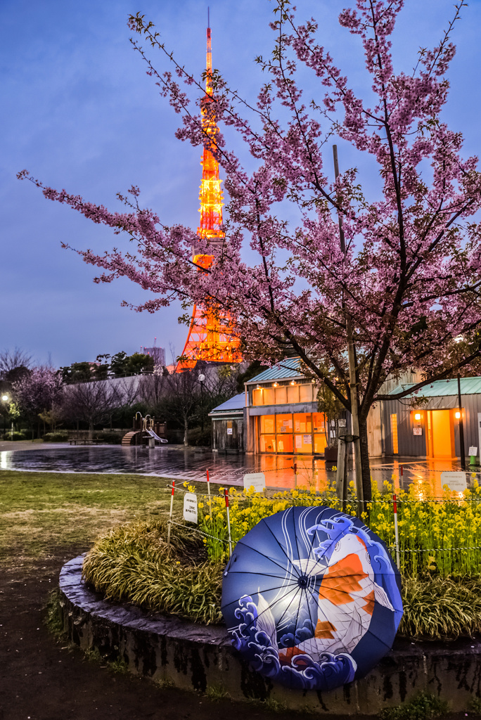 芝公園の河津桜