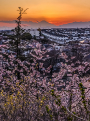 桜と富士山