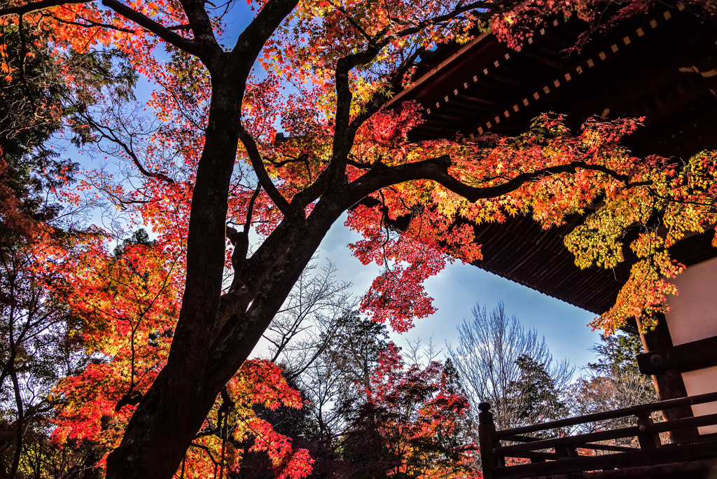 真如堂の逆光紅葉