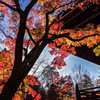真如堂の逆光紅葉