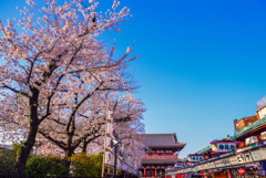 春の浅草寺夕景