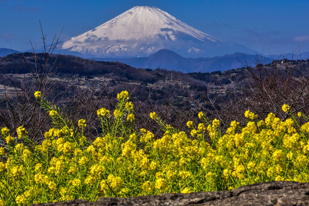 富士山と菜の花