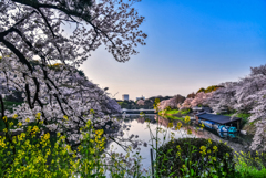 千鳥ヶ淵の桜2