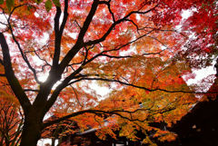 紅葉グラデーション