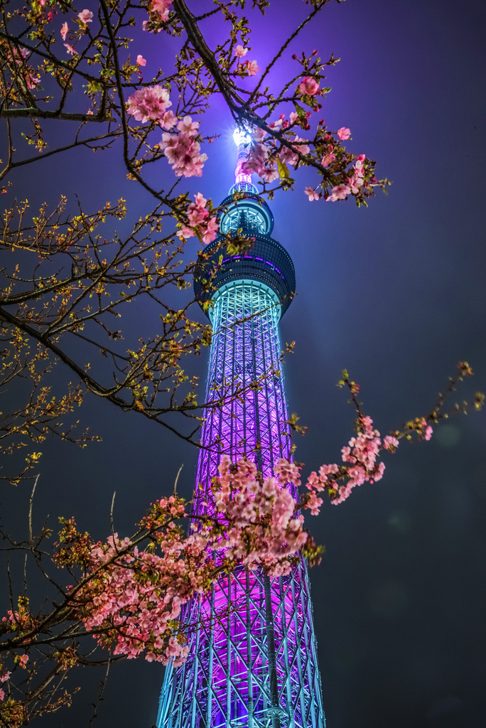 スカイツリーと河津桜