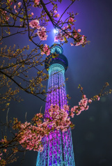 スカイツリーと河津桜