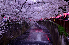 目黒川桜吹雪