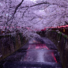 目黒川桜吹雪