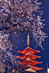 浅草寺五重塔と夜桜